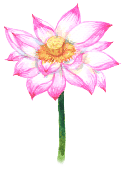 Lotus watercolor element, pink flower botanical png
