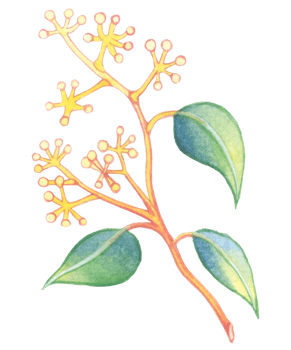 Eucalyptus watercolor element, foliage greenery leaf png
