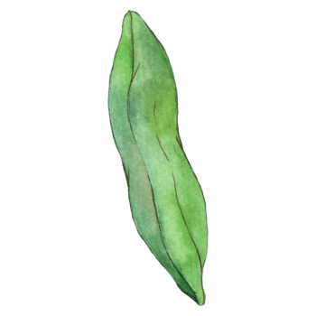Orchid leaf watercolor hand painted png