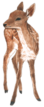 Cute baby deer animal watercolor png