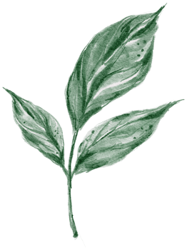 Leaf branch watercolor hand painted png