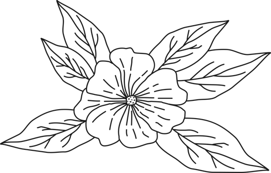 hand drawn line art flower and leaves decorative png