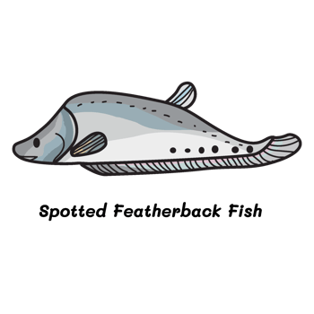 Essential Ingredients of Thai Cooking spotted featherback fish png