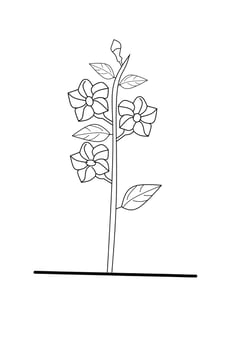 Allamanda flower outline on white background. vector illustration.