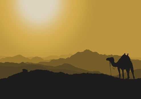 silhouette of a camel at sunset in the desert, vector illustration.