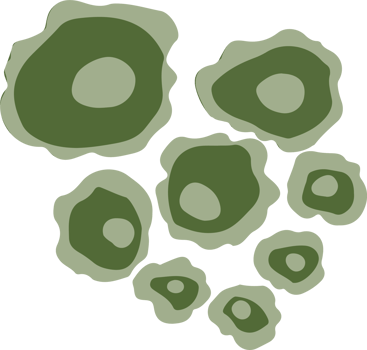 Lichen or moss isolated PNG element. Forest woodland fungus. Cute hand drawn biology and botanical illustration isolated on transparent background. Organic nature plant