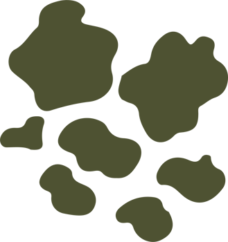 Lichen or moss isolated PNG element. Forest woodland fungus. Cute hand drawn biology and botanical illustration isolated on transparent background. Organic nature plant