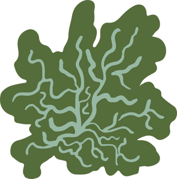 Lichen or moss isolated PNG element. Forest woodland fungus. Cute hand drawn biology and botanical illustration isolated on transparent background. Organic nature plant
