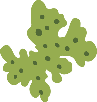 Lichen or moss isolated PNG element. Forest woodland fungus. Cute hand drawn biology and botanical illustration isolated on transparent background. Organic nature plant