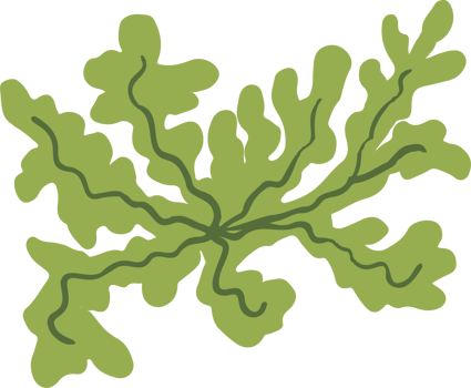 Lichen or moss isolated PNG element. Forest woodland fungus. Cute hand drawn biology and botanical illustration isolated on transparent background. Organic nature plant