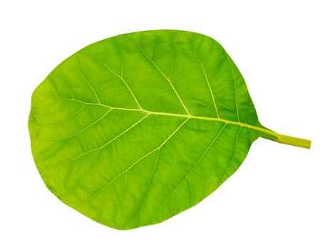 green leaves on transparent background png