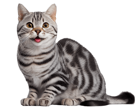 Happy cat, smiling cat on transparent background png