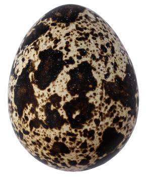 quail eggs isolated for design png