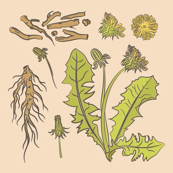 DANDELION ROOT Pharmacy Medical Benefits Vector Illustration