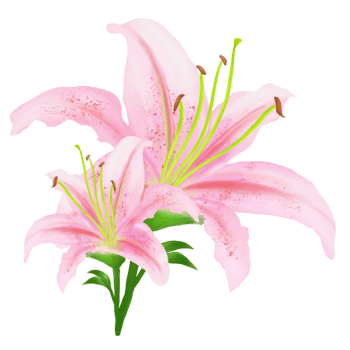 Pink Lilies with buds on the stems - watercolor painting png