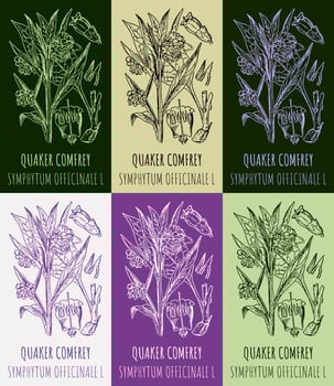 Set of vector drawings QUAKER COMFREY in different colors. Hand drawn illustration. Latin name SYMPHYTUM OFFICINALE L.