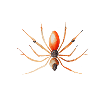 vintage watercolor Spider png