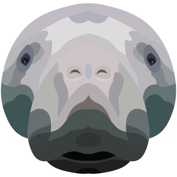 The face of a manatee. An illustration of the muzzle of a manatee is depicted. Bright portrait on a white background. Vector graphics. animal logo.