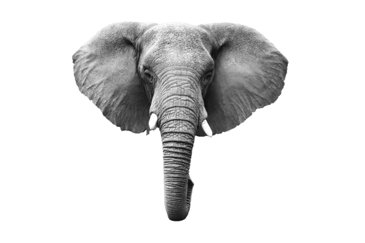 Gray elephant isolated on a transparent background png