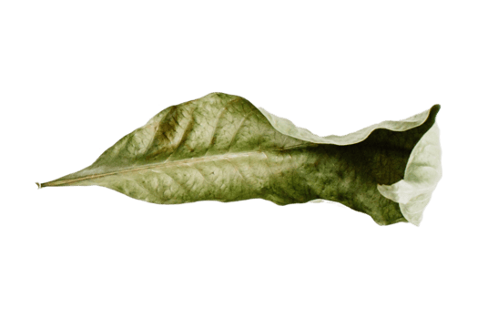 Dried leaves isolated on a transparent background png