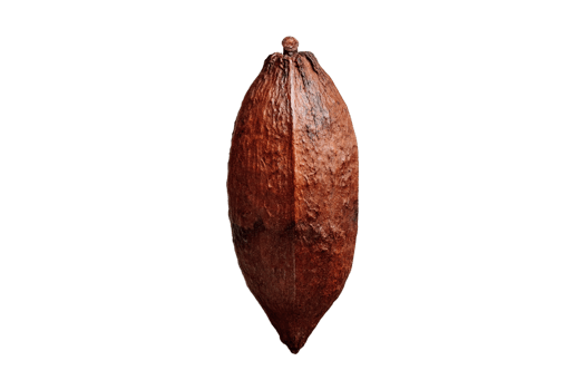 Cocoa fruit isolated on a transparent background png
