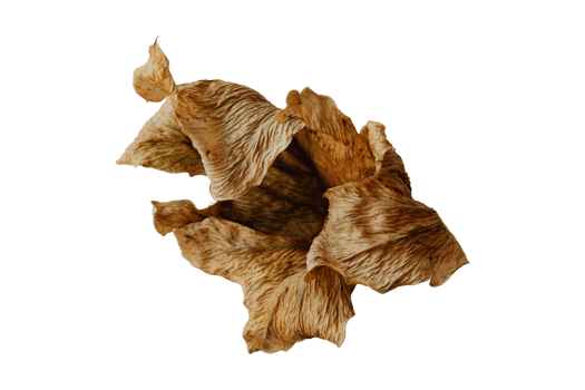 Orange dried leaves isolated on a transparent background png