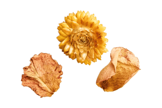 Dried flower and petals isolated on a transparent background png