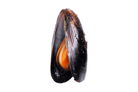 Oysters isolated on a transparent background png