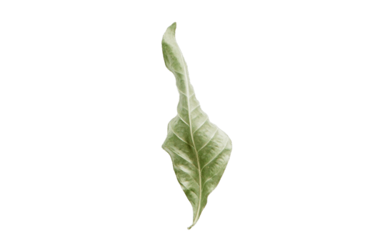 Green dried leaf isolated on a transparent background png
