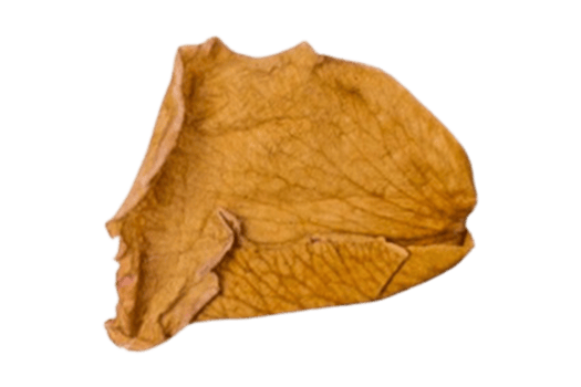 Yellow dried petal isolated on a transparent background png
