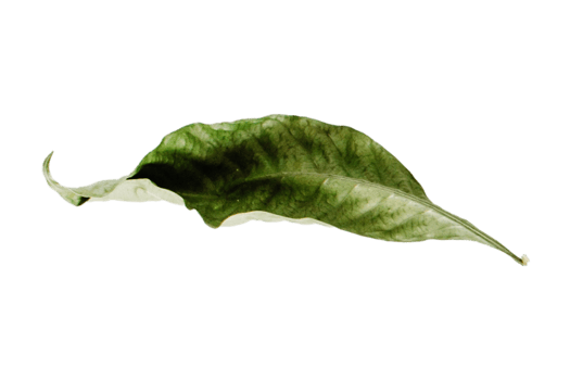 Green dried leaf isolated on a transparent background png