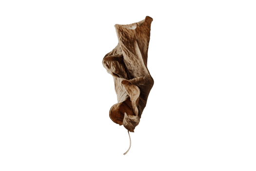 Brown dried leaf isolated on a transparent background png