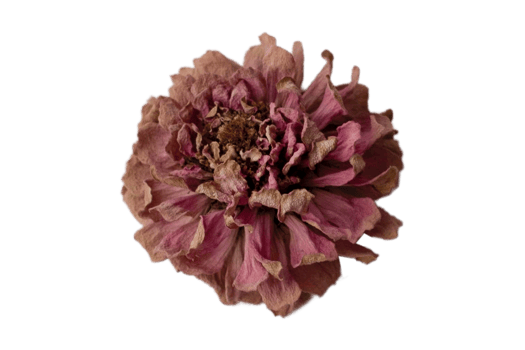 Red dried flower isolated on a transparent background png