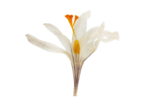 White flower isolated on a transparent background png