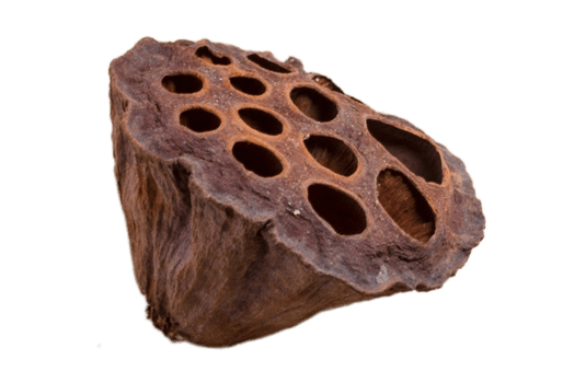 Brown dried flower isolated on a transparent background png
