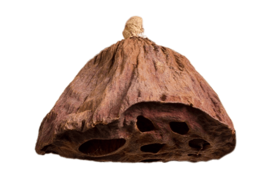 Brown dried plant isolated on a transparent background png