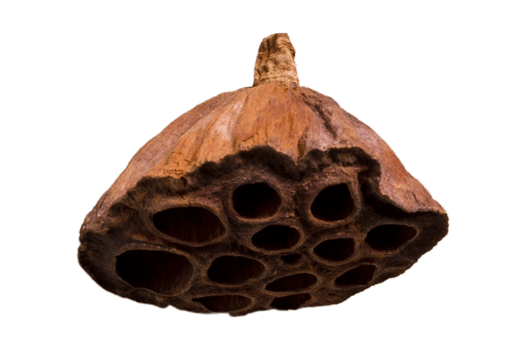 Brown dried plant isolated on a transparent background png