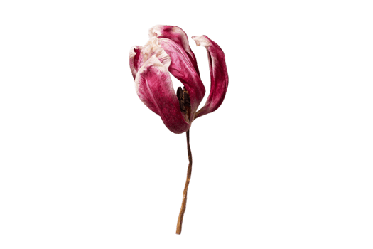 Red flower isolated on a transparent background png