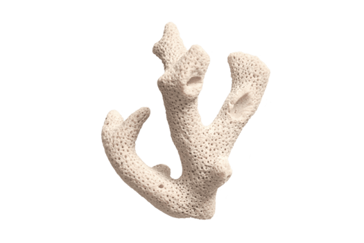 White reef isolated on a transparent background png