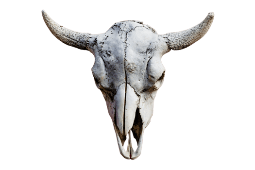 Beige skull isolated on a transparent background png