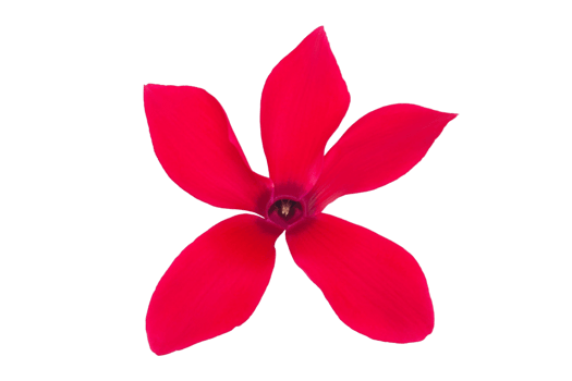 Red flower isolated on a transparent background png
