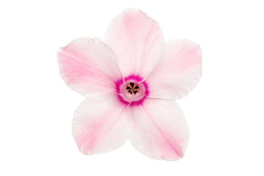 Pink flower isolated on a transparent background png