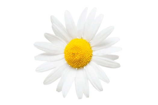 White flower isolated on a transparent background png