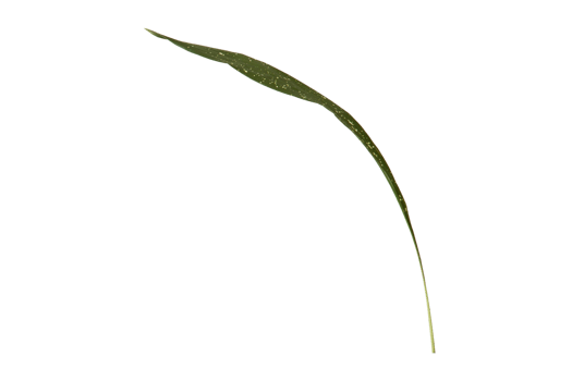Green leaf isolated on a transparent background png