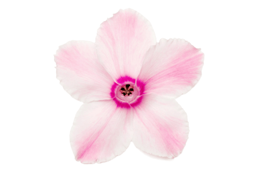 Pink flower isolated on a transparent background png