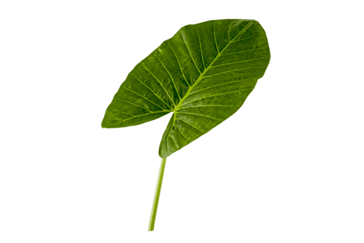 Green leaf plant isolated on a transparent background png