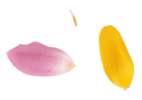 Rose and yellow petals isolated on a transparent background png