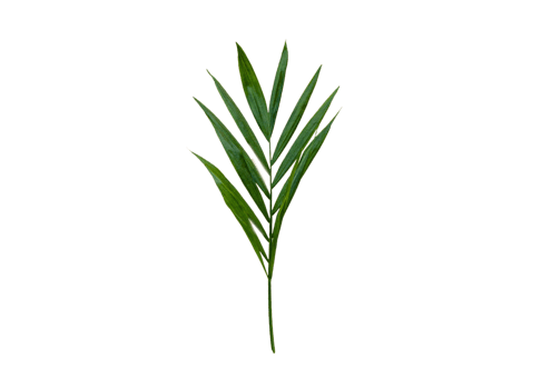 Leaf isolated on a transparent background png
