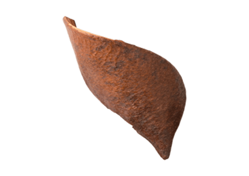 Dried leaf isolated on a transparent background png