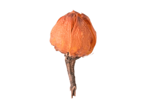 Dried flower is isolated on a transparent background png